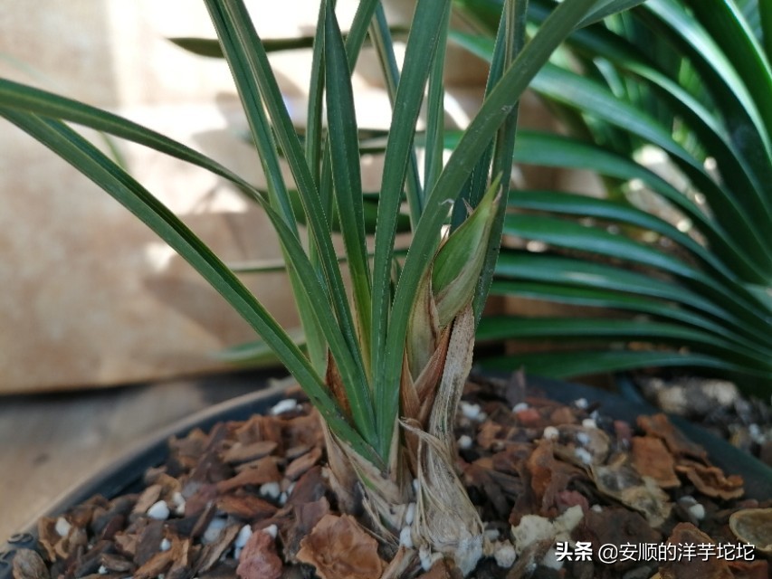 兰草花苞一个月还没开,兰草花苞长得快吗