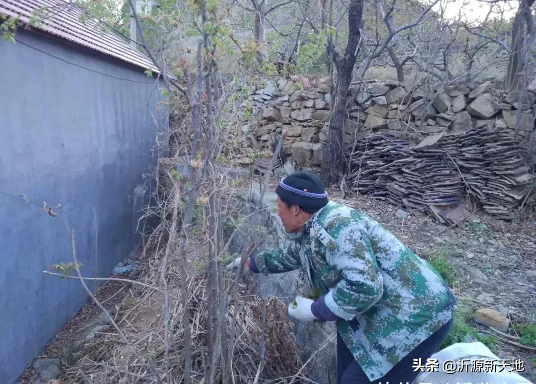 山东沂蒙山头茬香椿,香椿野菜