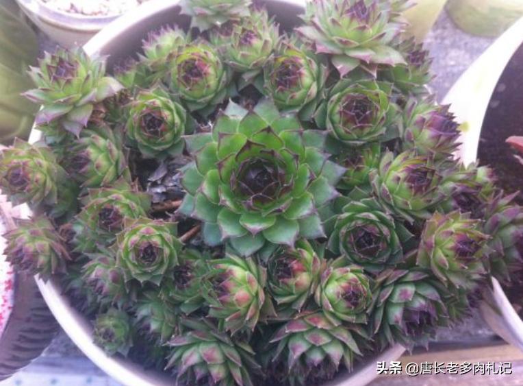 多肉观音莲夏天需要修剪吗,多肉观音莲怎样发侧芽