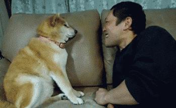 春季的宠物发情期,如何应付宠物的发情期