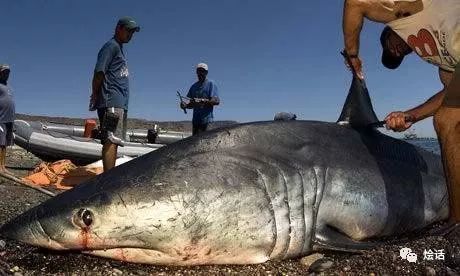 如果让鲨鱼开口,它们会说:“你们对我们有偏见!”