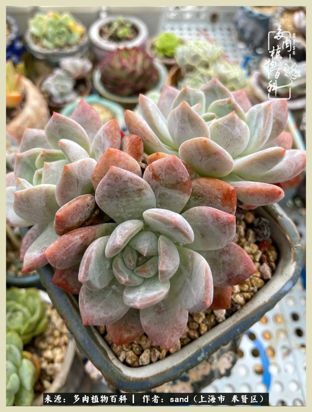 多肉垂落下去该怎么办,多肉在三伏天怎么度夏