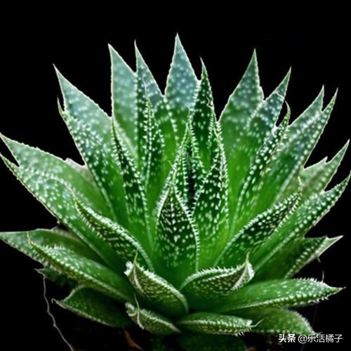 治痘的芦荟品种,比芦荟还好养的植物