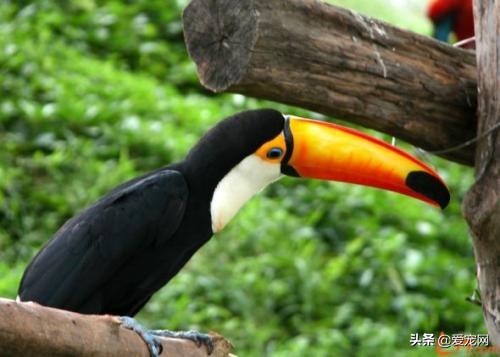 最贵的动物是什么动物,世界上最贵的十种白化动物