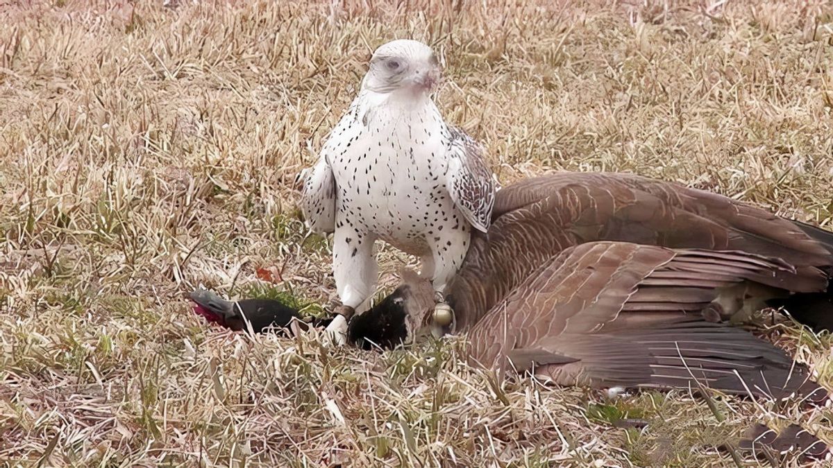 万鹰之神海东青结局,万鹰之神海东青视频