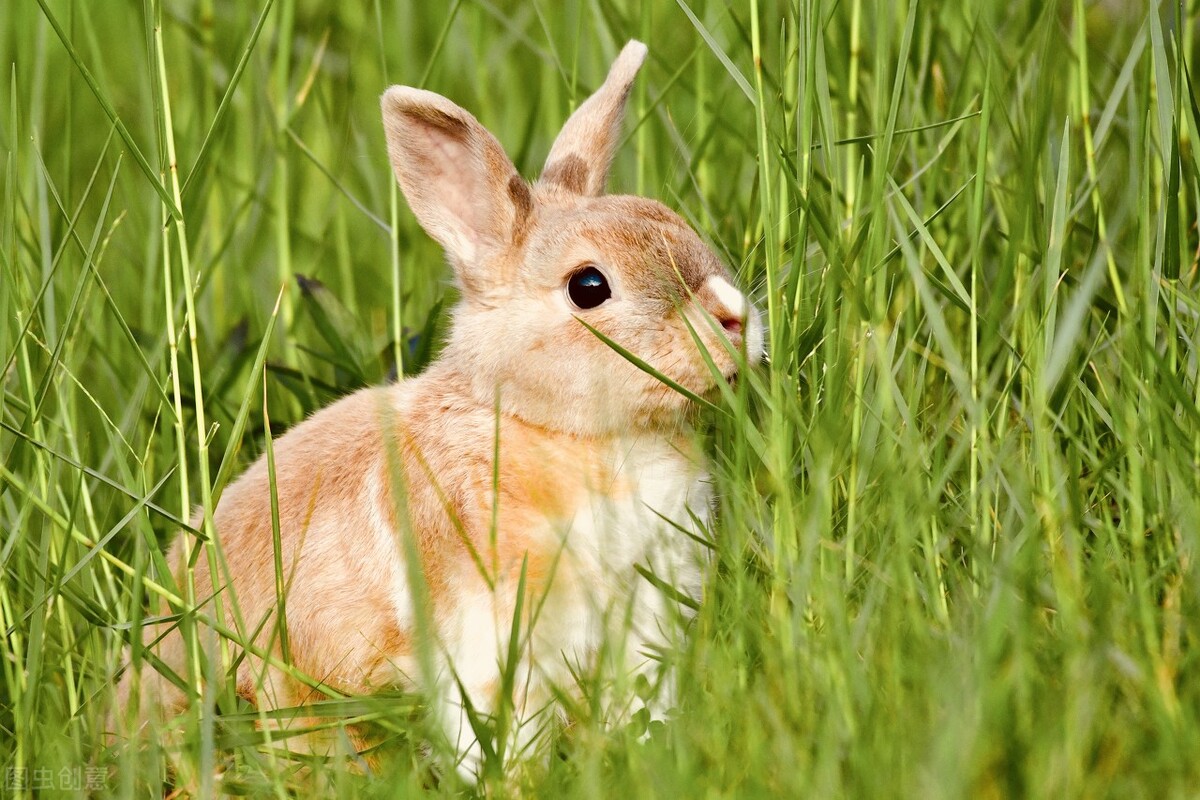 如何处理兔子的伤口,兔子伤口怎么清洗