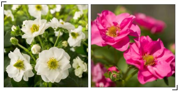 红花草莓托斯卡纳,红花草莓和白花草莓哪个好