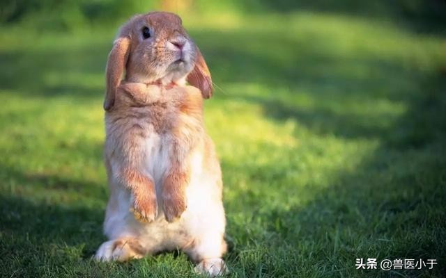 兔大肠杆菌病症状是什么,兔大肠杆菌感染的防治