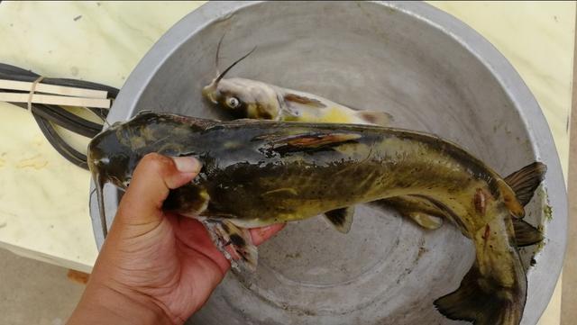 台钓双钩挂红虫或蚯蚓怎么调漂,台钓蚯蚓最佳调漂方法