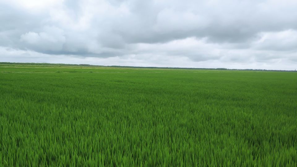 崇明最接地气的民宿,崇明岛两天一夜民宿攻略