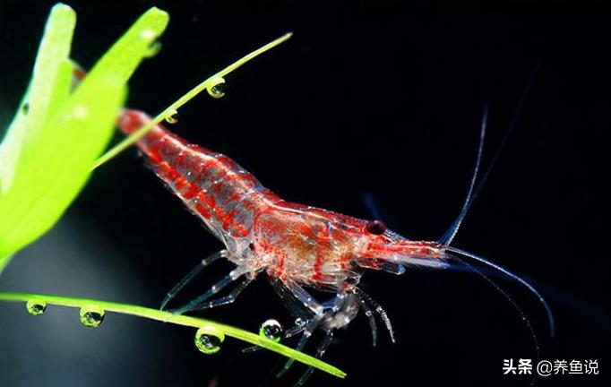 樱花虾为什么突然就死了,樱花虾观赏虾好养吗