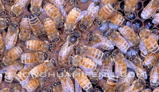 铚傜帇鐨勫偍绮惧泭,涓渹绮惧瓙鍌ㄥ瓨