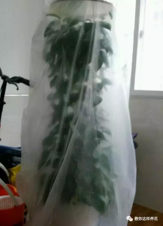 冬天绿萝冻伤后怎么补救,绿萝被冻伤根茎变黑叶子打蔫咋办