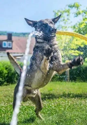 还分不清马犬和德牧的区别?搞清这些,你就再也不会犯傻啦