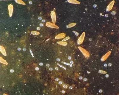 十月份沃柑还有锈壁虱危害吗,乌柑锈壁虱