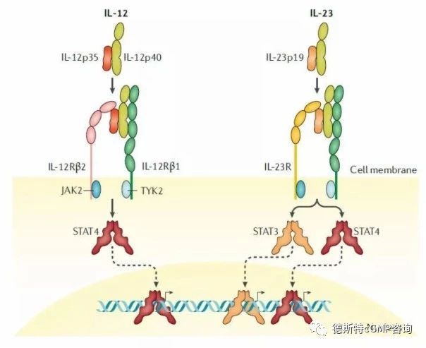 这条明星信号通路已催生多款重磅新药治疗多种炎症性疾病