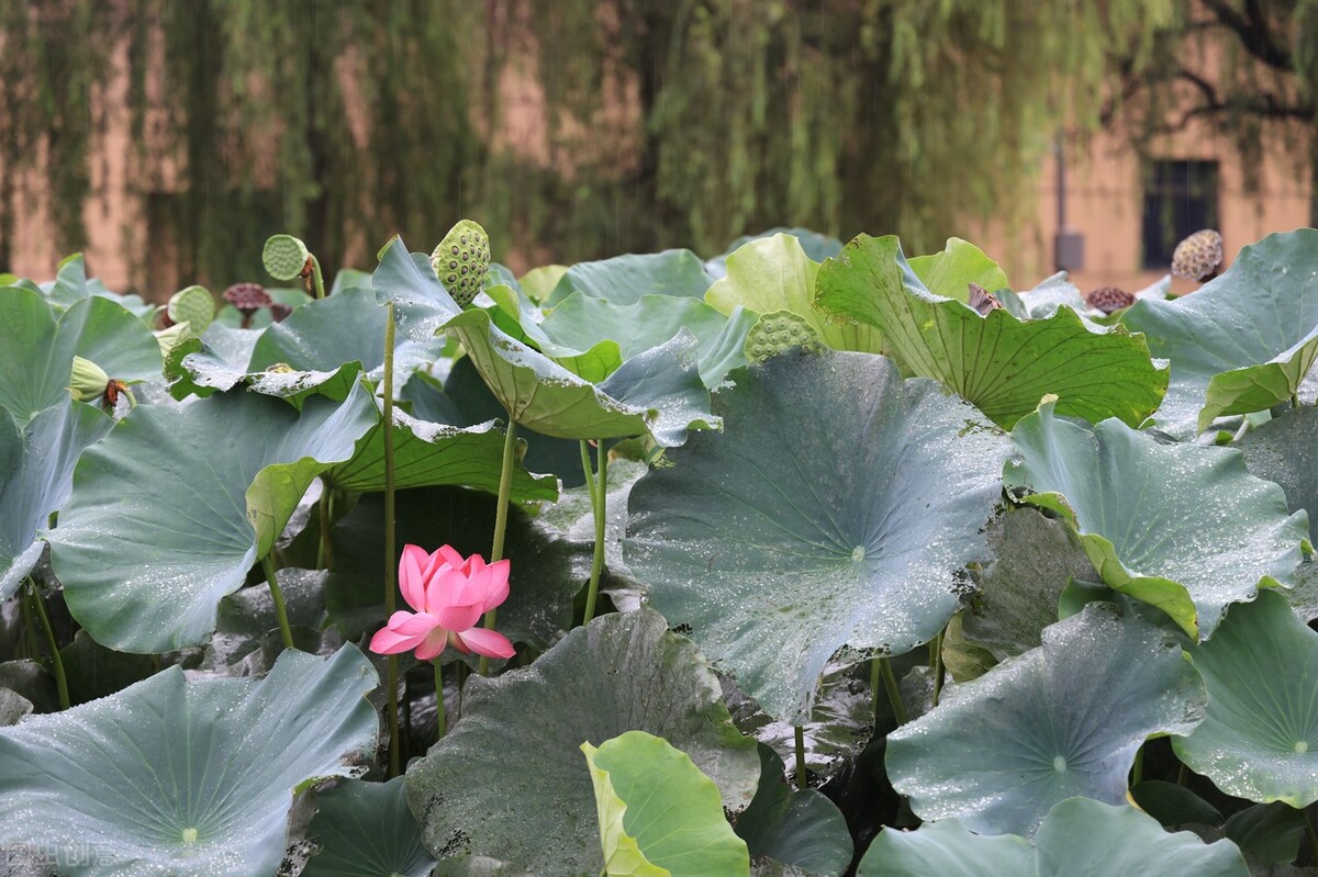 茄子豆角晒干还有营养吗,晒干的茄子豆角