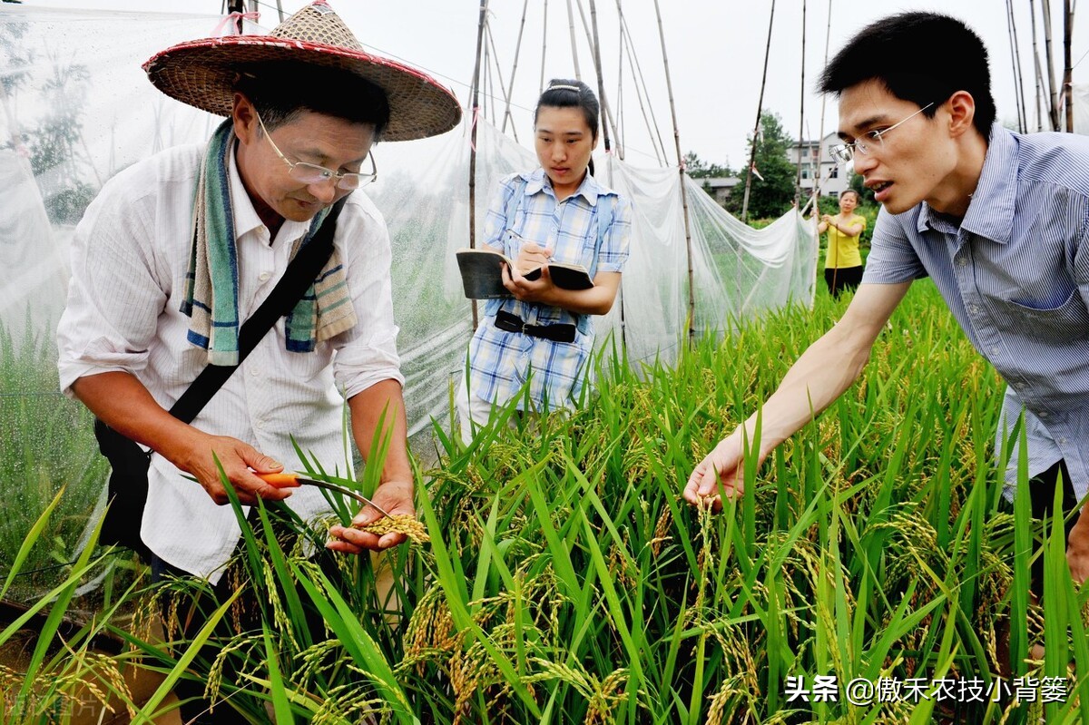 水稻巧施微量元素增产,水稻硅肥一亩用几斤