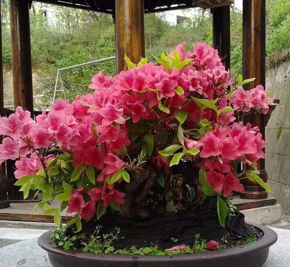 养花公认最美4种花满屋飘香,公认最好养的五种花