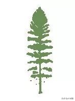 加拿大盛产哪些木材,加拿大bc省真实图片