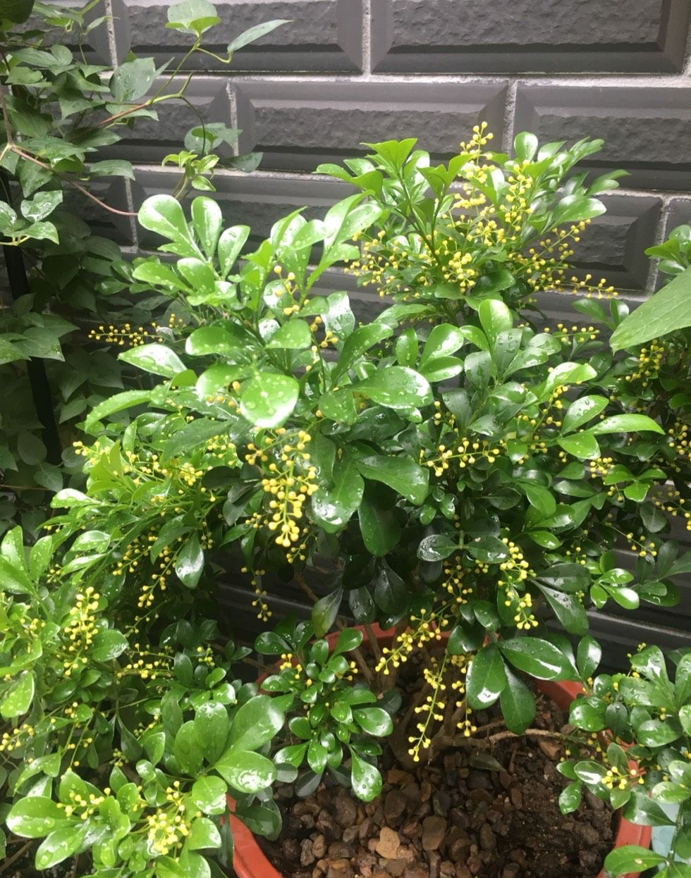 9种“健康花”,能吃能泡茶,客厅养一盆,清洁空气,吉利大气