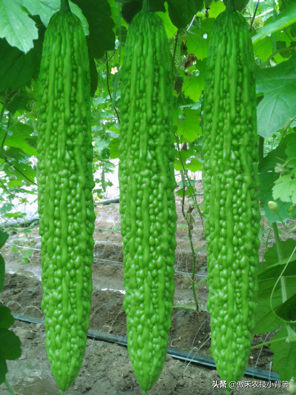 苦瓜要怎样种植才不会长虫子,苦瓜栽培管理和病虫防治