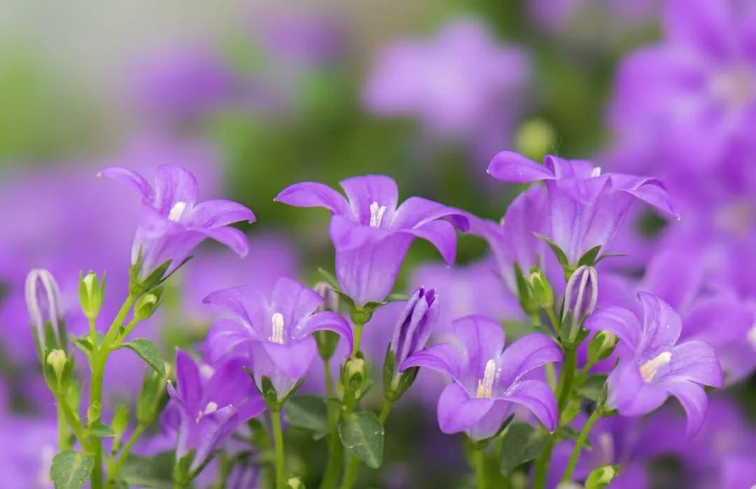 铃儿响叮当双音和弦五线谱,铃儿响叮当三级长笛