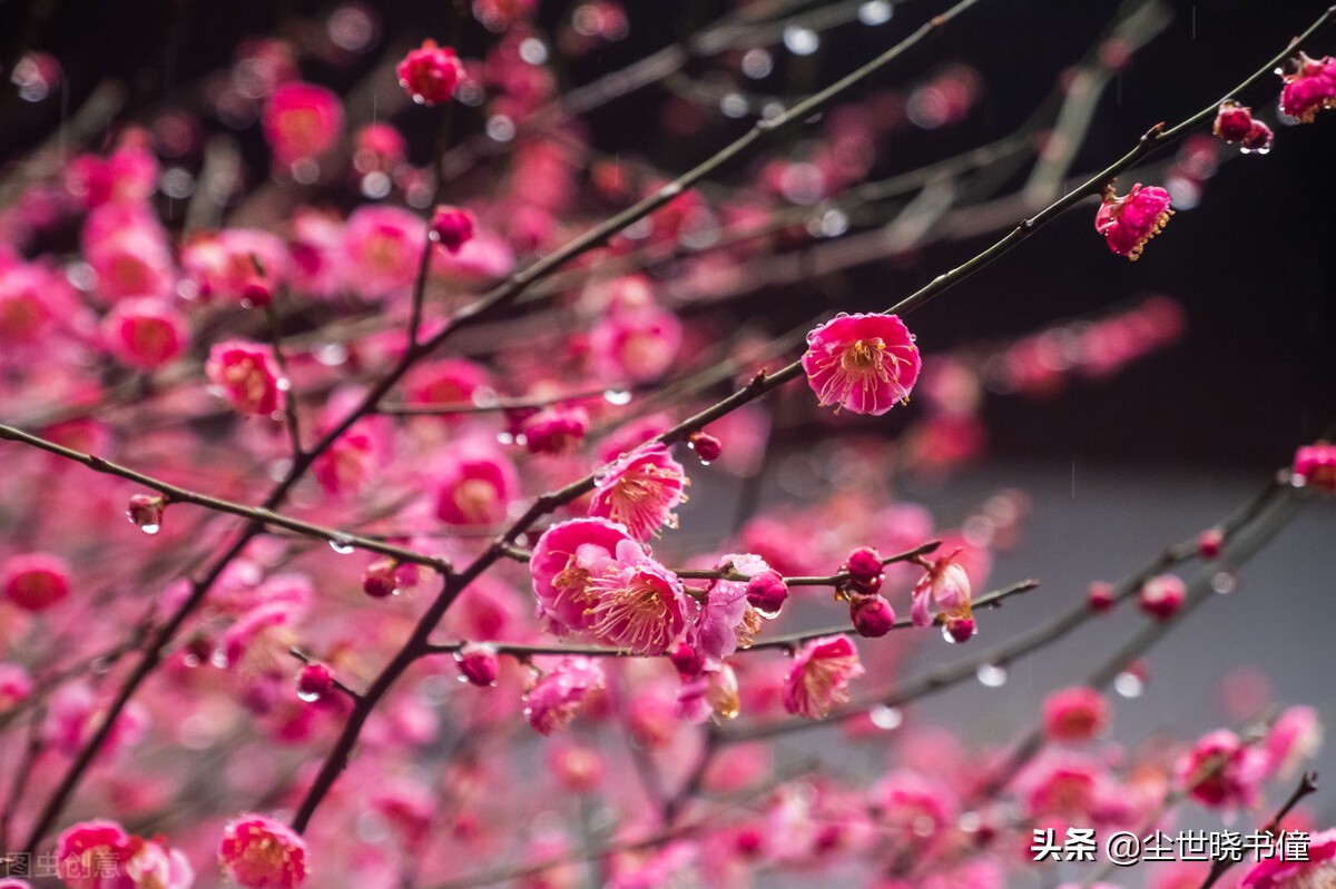 李清照最肉麻的一首卜算子咏梅词,收录李清照六首咏梅词的词集是