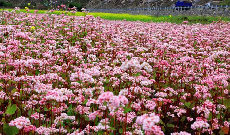 可可托海夏季牧场,可可托海的养蜂人和牧羊人的故事