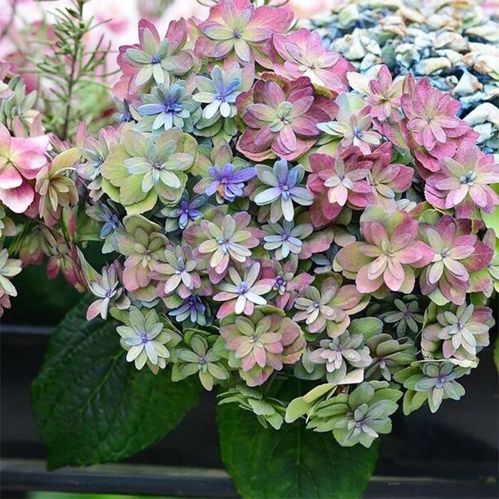 李子柒的院子都种的啥,李子柒推荐的三种花