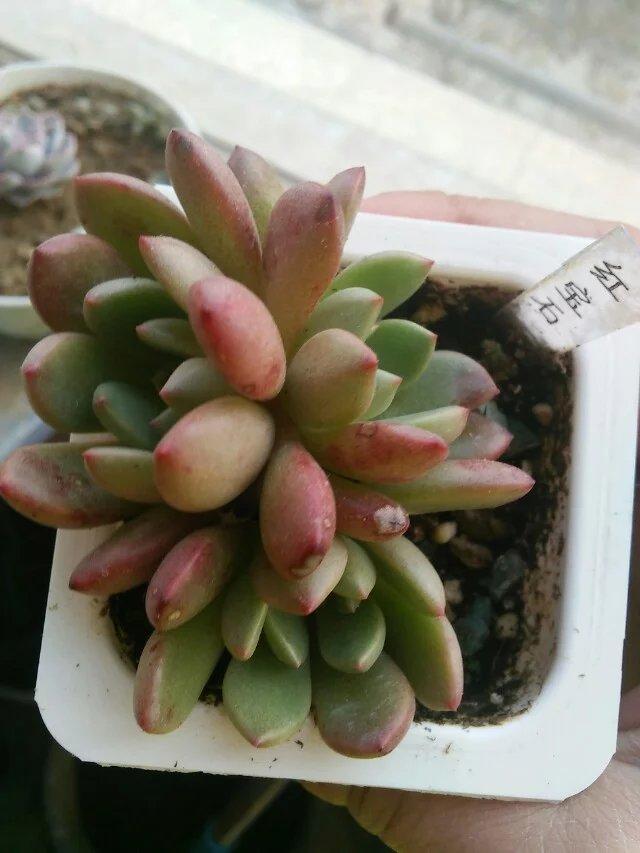 多肉一直放在散射光可以吗,多肉一直养在室内可以吗