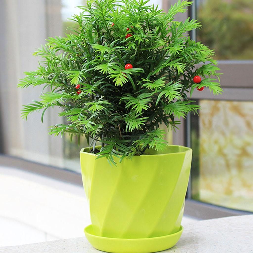 红豆杉的叶子发黄落叶怎么回事,地栽红豆杉树叶发黄是什么原因