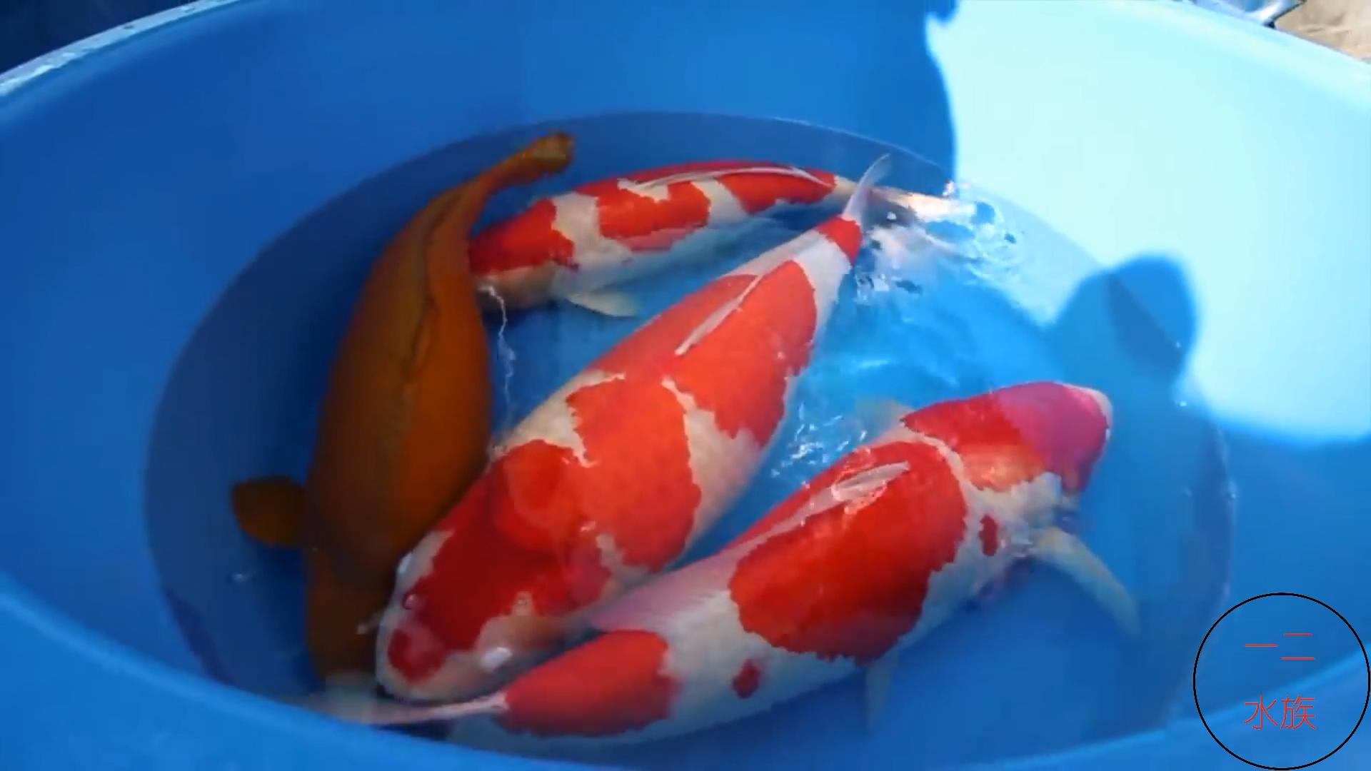 买观赏鱼的地方,逛水族市场买观赏鱼