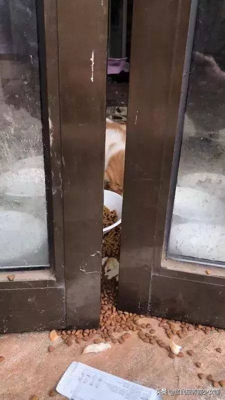 鐚閬楀純鐚挅,鐚挭琚仐寮冨湪鐚挅