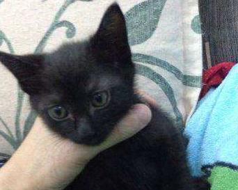 猫咪呼吸困难、体温升高，当心它患上胸膜炎，病猫需主人小心照看