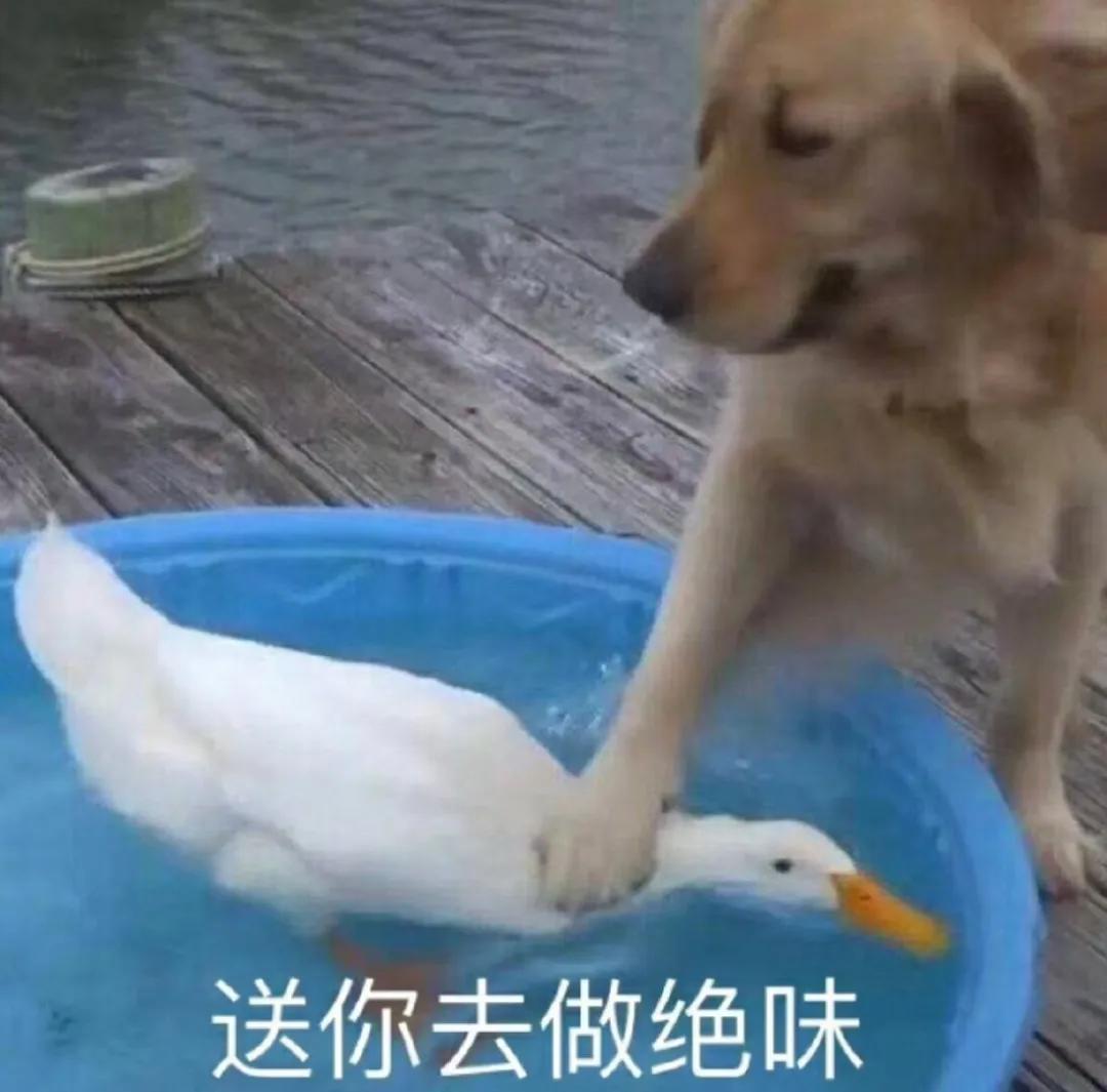 人狗大战电影免费观看,第一次人机大战视频