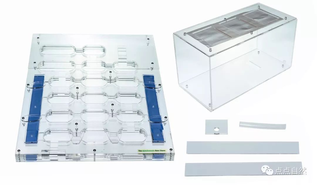宠物蚂蚁基础知识,宠物蚂蚁怎么养新手教程