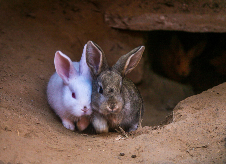 母兔发情最快方法,养兔技术母肉兔发情的鉴定方法