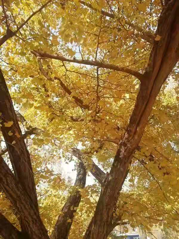 星空露营附近,星空露营地烧烤