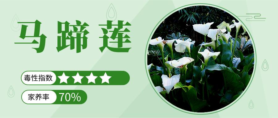 家里能养的名贵花卉排行榜,有毒性的花卉需合理养