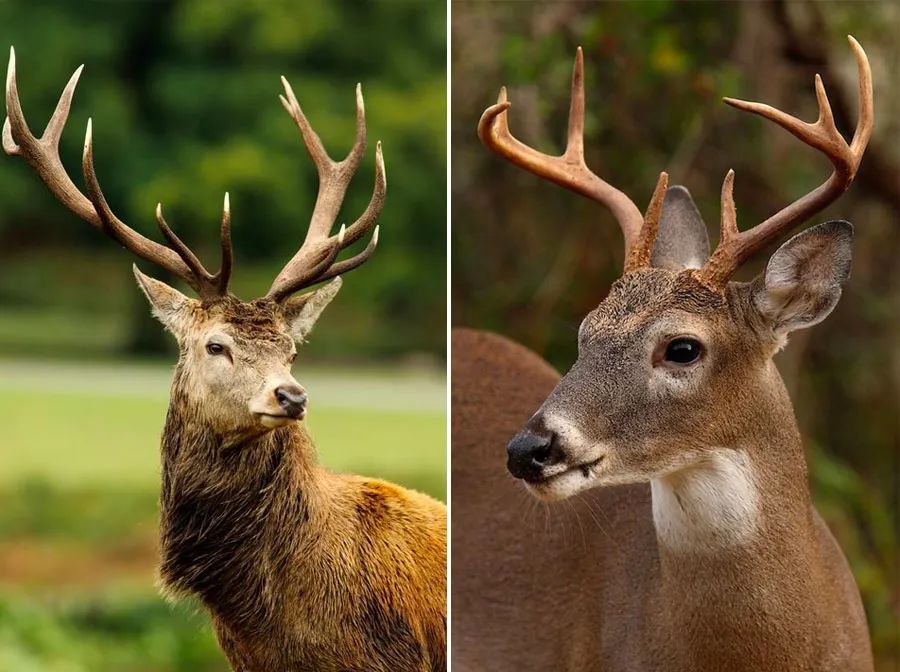 儿童画教程简单又漂亮树,麋鹿怎么画简单漂亮可爱