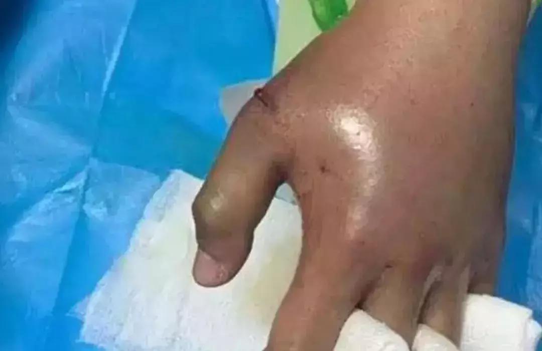 网上买的宠物会活下来吗,劝大家网上买宠物谨慎三思