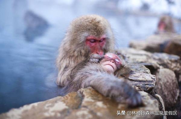 日本富士山猴子泡温泉,日本雪猴公园