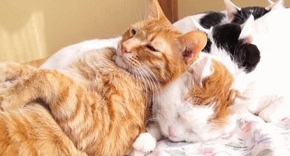 畅享一夏萌宠洗护,畅享宠物