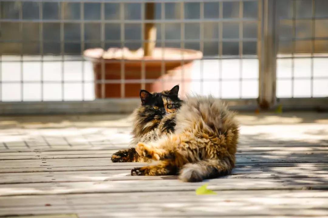庄太极：hello，飞起的小拖把，有一种美，动静皆宜
