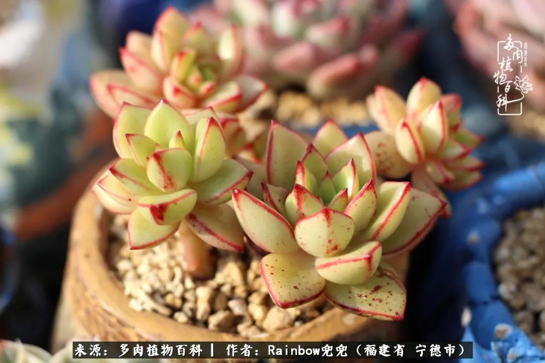 岁月无波澜余生不悲欢是啥意思,愿你岁月无波澜敬我余生无悲欢