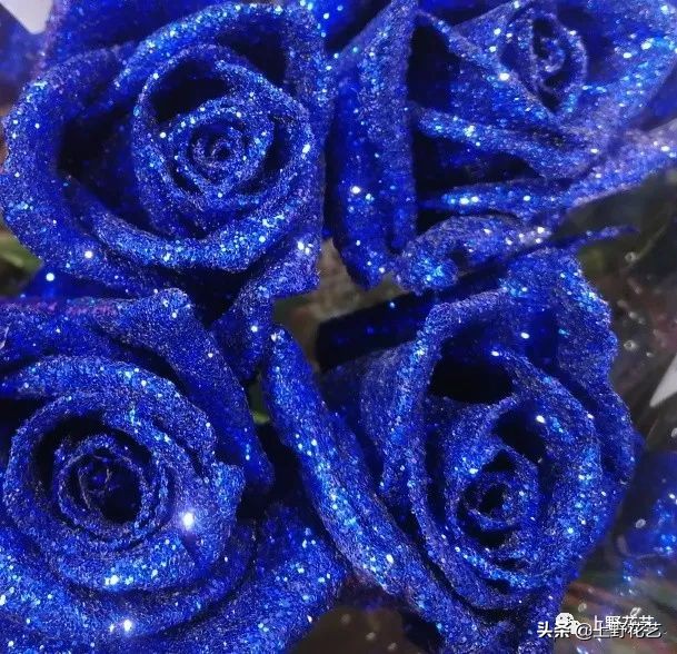 100种玫瑰高清,100种玫瑰花品种