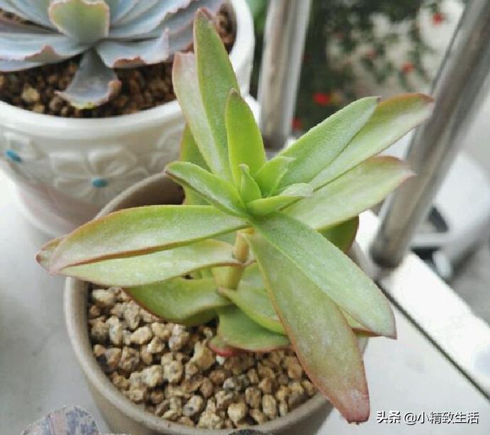 阳台养多肉怎么避免徒长,适合阳台养的多肉不容易徒长