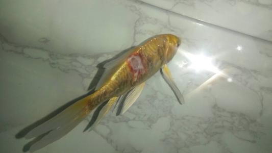 观赏鱼烂肉如何清理,观赏鱼烂了怎么补救