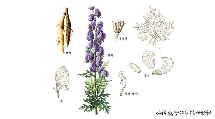 雪上一枝蒿功效与作用,中药雪上一枝蒿的别名是什么